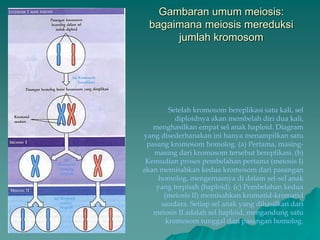 Gambaran umum meiosis:
bagaimana meiosis mereduksi
jumlah kromosom
Setelah kromosom bereplikasi satu kali, sel
diploidnya akan membelah diri dua kali,
menghasilkan empat sel anak haploid. Diagram
yang disederhanakan ini hanya menampilkan satu
pasang kromosom homolog. (a) Pertama, masing-
masing dari kromosom tersebut bereplikasi. (b)
Kemudian proses pembelahan pertama (meiosis I)
akan memisahkan kedua kromosom dari pasangan
homolog, mengemasnya di dalam sel-sel anak
yang terpisah (haploid). (c) Pembelahan kedua
(meiosis II) memisahkan kromatid-kromatid
saudara. Setiap sel anak yang dihasilkan dari
meiosis II adalah sel haploid, mengandung satu
kromosom tunggal dari pasangan homolog.
 