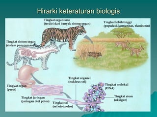 Hirarki keteraturan biologis
Tingkat atom
(oksigen)
Tingkat sel
(sel otot polos)
Tingkat organel
(nukleus sel)
Tingkat molekul
(DNA)
Tingkat sistem organ
(sistem pencernaan)
Tingkat organ
(perut)
Tingkat jaringan
(jaringan otot polos)
Tingkat organisme
(terdiri dari banyak sistem organ) Tingkat lebih tinggi
(populasi, komunitas, ekosistem)
 