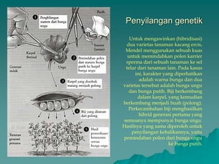 Penyilangan genetik
Untuk mengawinkan (hibridisasi)
dua varietas tanaman kacang ercis,
Mendel menggunakan sebuah kuas
untuk memindahkan polen karrier
sperma dari sebuah tanaman ke sel
telur dari tanaman lain. Pada kasus
ini, karakter yang diperhatikan
adalah warna bunga dan dua
varietas tersebut adalah bunga ungu
dan bunga putih. Biji berkembang
dalam karpel, yang kemudian
berkembang menjadi buah (polong).
Perkecambahan biji menghasilkan
hibrid generasi pertama yang
semuanya mempunyai bunga ungu.
Hasilnya yang sama diperoleh untuk
penyilangan kebalikannya, yaitu
pemindahan polen dari bunga ungu
ke bunga putih.
 