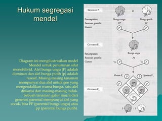 Hukum segregasi
mendel
Diagram ini mengilustrasikan model
Mendel untuk penurunan sifat
monohibrid. Alel bunga ungu (P) adalah
dominan dan alel bunga putih (p) adalah
resesif. Masing-masing tanaman
mempunyai dua alel untuk gen yang
mengendalikan warna bunga, satu alel
diwarisi dari masing-masing induk.
Sebuah tanaman galur murni dari
generasi parental mempunyai alel yang
cocok, bisa PP (parental bunga ungu) atau
pp (parental bunga putih).
 