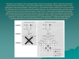 Pengujian dua hipotesis untuk segregasi dalam sebuah penyilangan dihibrid. Sebuah penyilangan
antara tanaman induk galur murni yang berbeda dalam dua karakter menghasilkan hibrid F1 yang
heterozigot untuk kedua karakter. Pada contoh ini, dua karakter tersebut adalah warna biji dan bentuk
biji. Warna kuning (Y) dan bentuk bulat (R) adalah dominan. (a) Jika kedua karakter memisah secara
dependen satu sama lain (bersama-sama), maka hibrid F1 hanya dapat menghasilkan dua kelas
gamet yang sama yang diterima dari induknya, dan keturunan F2 akan menunjukkan rasio fenotipe
3:1. (b) Jika kedua karakter memisah secara independen, maka 4 kelas gamet akan diproduksi oleh
generasi F1 dan akan ada rasio fenotipe 9:3:3:1 pada generasi F2. Hasil percobaan Mendel
mendukung hipotesis yang disebut belakangan ini, dinamakan pemilahan independen.
 