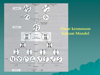 Dasar kromosom
hukum Mendel
 