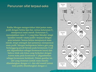 Penurunan sifat terpaut-seks
Ketika Morgan mengawinkan lalat jantan mata-
putih dengan betina tipe-liar, semua keturunan F1
mempunyai mata merah. Keturunan F2
menunjukkan rasio 3 : 1 yang khas Mendel, tetapi
karakter resesif—mata-putih—terpaut dengan
jenis kelamin. Semua betina mempunyai mata
merah, tetapi setengah dari jantannya mempunyai
mata putih. Morgan berhipotesis bahwa gen yang
bertanggung jawab berada pada kromosom X (di
sini digambarkan sebagai kromosom lurus) dan
bahwa tidak ada lokus yang berkaitan dengan
warna mata pada kromosom Y (digambarkan
sebagai kromosom berlekuk). Dalam gambar ini,
alel yang dominan (untuk mata merah)
dilambangkan dengan w+, dan alel resesif (untuk
mata putih) dilambangkan dengan w.
 
