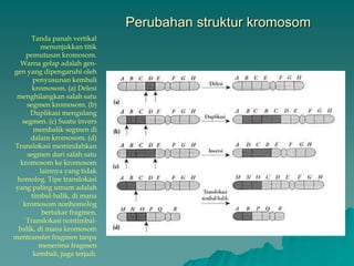 Perubahan struktur kromosom
Tanda panah vertikal
menunjukkan titik
pemutusan kromosom.
Warna gelap adalah gen-
gen yang dipengaruhi oleh
penyusunan kembali
kromosom. (a) Delesi
menghilangkan salah satu
segmen kromosom. (b)
Duplikasi mengulang
segmen. (c) Suatu invers
membalik segmen di
dalam kromosom. (d)
Translokasi memindahkan
segmen dari salah satu
kromosom ke kromosom
lainnya yang tidak
homolog. Tipe translokasi
yang paling umum adalah
timbal-balik, di mana
kromosom nonhomolog
bertukar fragmen.
Translokasi nontimbal-
balik, di mana kromosom
mentransfer fragmen tanpa
menerima fragmen
kembali, juga terjadi.
 