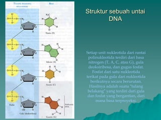 Struktur sebuah untai
DNA
Setiap unit nukleotida dari rantai
polinukleotida terdiri dari basa
nitrogen (T, A, C, atau G), gula
deoksiribosa, dan gugus fosfat.
Fosfat dari satu nukleotida
terikat pada gula dari nukleotida
berikutnya secara berurutan.
Hasilnya adalah suatu “tulang
belakang” yang terdiri dari gula
dan fosfat yang bergantian, dari
mana basa terproyeksi.
 
