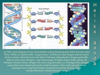 H
e
l
i
k
s
g
a
n
d
a
(a) “Pita” pada diagram di atas menunjukkan tulang belakang gula-fosfat dari dua untai
DNA. Heliks ini adalah heliks “tangan kanan”, berlekuk ke atas dengan arah ke kanan.
Kedua untaian diikat bersama oleh ikatan hidrogen (digambarkan dengan garis titik-
titik) di antara basa nitrogen, yang berpasangan di bagian dalam heliks ganda. (b)
Sebagian struktur kimia, dengan dua untai yang diuraikan. (c) Pasangan basa nitrogen
yang terikat kuat tampak jelas pada model komputer. Daya tarik menarik antara
pasangan basa yang berpotongan mempunyai peranan penting dalam
mempertahankan molekul bersama-sama.
 