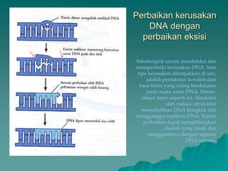 Perbaikan kerusakan
DNA dengan
perbaikan eksisi
Sekelompok enzim mendeteksi dan
memperbaiki kerusakan DNA. Satu
tipe kerusakan ditunjukkan di sini,
adalah pematutan kovalen dari
basa timin yang saling berdekatan
pada suatu untai DNA. Dimer-
dimer timin seperti ini, diinduksi
oleh radiasi ultraviolet
menyebabkan DNA bengkok dan
mengganggu replikasi DNA. Enzim
perbaikan dapat menghilangkan
daerah yang rusak dan
menggantinya dengan segmen
DNA normal.
 