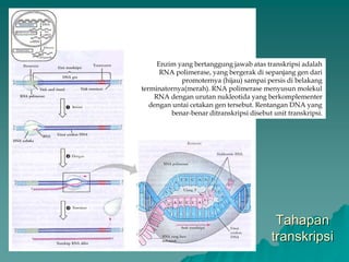 Tahapan
transkripsi
Enzim yang bertanggung jawab atas transkripsi adalah
RNA polimerase, yang bergerak di sepanjang gen dari
promoternya (hijau) sampai persis di belakang
terminatornya(merah). RNA polimerase menyusun molekul
RNA dengan urutan nukleotida yang berkomplementer
dengan untai cetakan gen tersebut. Rentangan DNA yang
benar-benar ditranskripsi disebut unit transkripsi.
 