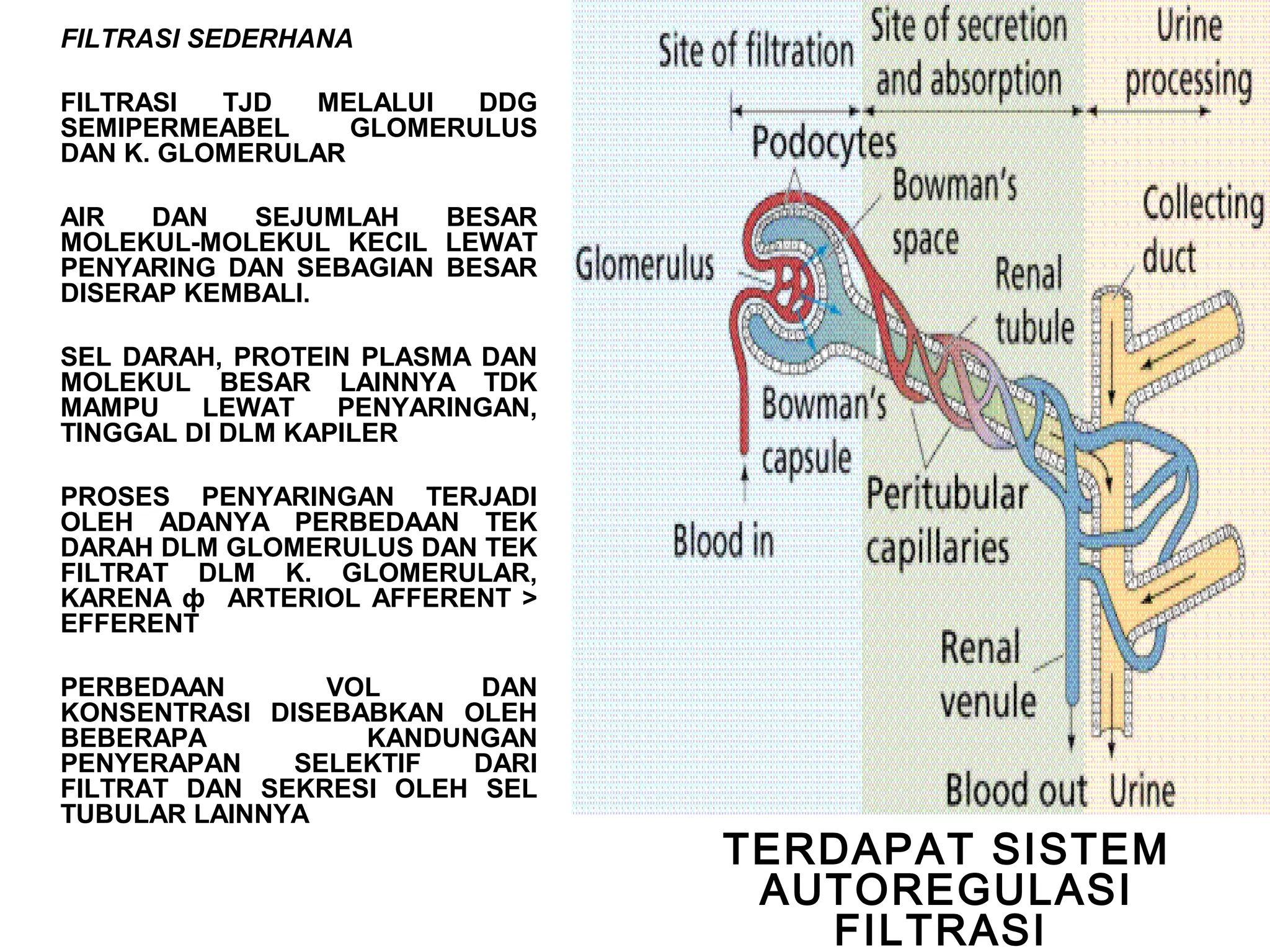 Biologi kedokteran sistem urinaria | PPT