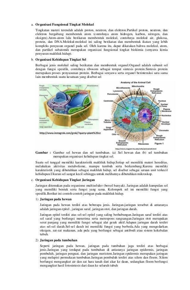 RPP SMA Biologi Kelas X