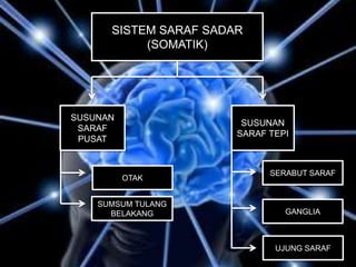SISTEM SARAF SADAR
(SOMATIK)
SUSUNAN
SARAF
PUSAT
SUSUNAN
SARAF TEPI
OTAK
SUMSUM TULANG
BELAKANG
SERABUT SARAF
UJUNG SARAF
GANGLIA
 