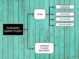 SUSUNAN
SARAF PUSAT
OTAK
OTAK BESAR
(SEREBRUM)
OTAK DEPAN
OTAK TENGAH
OTAK BELAKANG
SUMSUM
TULANG
BELAKANG
 