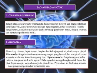 BAGIAN BAGIAN OTAK
1. OTAK BESAR (SEREBRUM)
Terdiri atas lobus frontalis (mengendalikan gerak otot motorik dan mengendalikan
saraf sensorik), lobus temporalis (sistem pendengaran), lobus oksipitalis (sistem
penglihatan), dan lobus parietalis (peka terhadap perubahan panas, dingin, tekanan,
dan sentuhan pada indra kulit).
2. OTAK DEPAN
Mencakup talamus, hipotalamus, bagian dari kelenjar pituitari, dan kelenjar pineal.
Talamus berfungsi menerima semua rangsangan yang berasal dari reseptor ke area
sensorik serebrum, kecuali rangsang bau. Hipotalamus berfungsi mengatur suhu,
nutrien, dan penumbuh sifat agresif. Beberapa ahli menggabungkan otak besar dan
otak depan dengan satu sebutan yaitu otak depan. Pemisahan ini dilakukan semata
– mata guna mempermudah pemahaman kita.
 