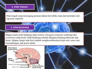 3. OTAK TENGAH
Otak tengah yang memegang peranan dalam hal refleks mata dan kontraksi otot
yag terus menerus.
Bagian utama otak belakang ialah medula oblongata (sumsum sambung) dan
serebelum (otak kecil). Otak belakang terletak dibagian belakang dibawah otak
besar. Adapun fungsi otak kecil adalah mengkoordinasikan kerja otot, tonus otot,
keseimbangan, dan posisi tubuh.
4. OTAK BELAKANG
 