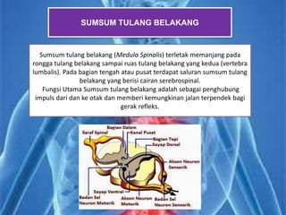 SUMSUM TULANG BELAKANG
Sumsum tulang belakang (Medula Spinalis) terletak memanjang pada
rongga tulang belakang sampai ruas tulang belakang yang kedua (vertebra
lumbalis). Pada bagian tengah atau pusat terdapat saluran sumsum tulang
belakang yang berisi cairan serebrospinal.
Fungsi Utama Sumsum tulang belakang adalah sebagai penghubung
impuls dari dan ke otak dan memberi kemungkinan jalan terpendek bagi
gerak refleks.
 