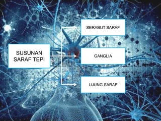 SUSUNAN
SARAF TEPI
SERABUT SARAF
GANGLIA
UJUNG SARAF
 