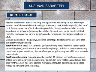 SUSUNAN SARAF TEPI
Serabut saraf terdiri atas akson yang dibungkus oleh selubung khusus. Gabungan
serabut saraf akan membentuk berbagai lintas pada otak, medula spinalis, dan saraf
tepi. Pada susunan saraf tepi, akson tanpa mielin dibungkus dalam celah – celah
sederhana sel schwann (selubung bermielin). Serabut saraf tanpa mielin ini tidak
memiliki nodus ranvier karena sel schwann bersebelahan memanjang digabung sel
utuh.
Ditinjau dari bagian – bagiannya, susunan saraf tepi dibedakan menjadi saraf otak
dan saraf tulang belakang.
Saraf otak terdiri atas saraf sensoris, yaitu saraf yang hanya memiliki serat – serat
sensoris (aferen); saraf motoris yaitu saraf yang hanya terdiri atas serat – serat yang
membawa impuls ke efektor; dan saraf campuran, yaitu yang memiliki serat sensoris
dan motoris.
Saraf tulang belakang (spinalis) yang berjumlah 31 pasang merupakan gabungan
antara saraf sensoris yang masuk ke akar dorsal dan saraf motoris yang keluar dari
akar ventral. Selain itu, saraf spinalis merupakan lanjutan dari medula oblongata
hingga ke vertebra lumbaris kedua.
SERABUT SARAF
 