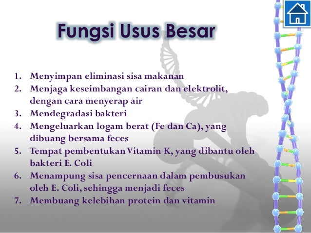 Apa Fungsi Dari Usus Besar - Informasi Kesehatan 2020