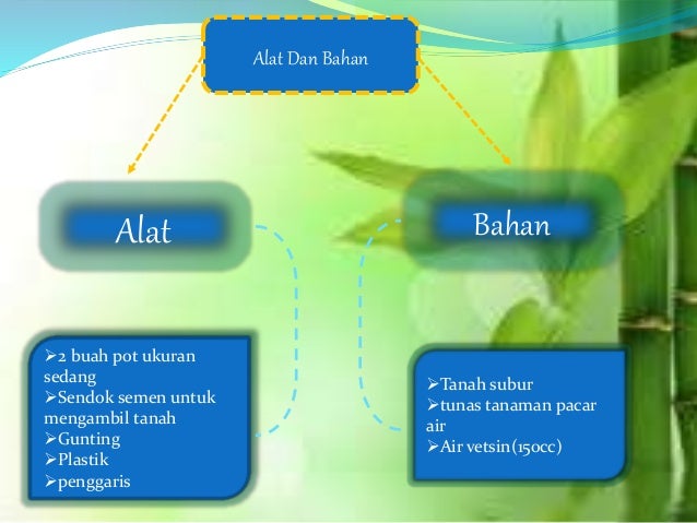 Pengaruh Msg Pada Tanaman Hias