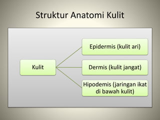 Struktur Anatomi Kulit
Kulit
Epidermis (kulit ari)
Dermis (kulit jangat)
Hipodemis (jaringan ikat
di bawah kulit)
 