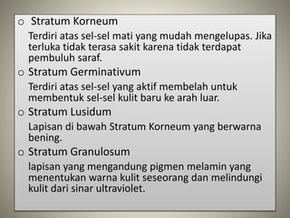 o Stratum Korneum
Terdiri atas sel-sel mati yang mudah mengelupas. Jika
terluka tidak terasa sakit karena tidak terdapat
pembuluh saraf.
o Stratum Germinativum
Terdiri atas sel-sel yang aktif membelah untuk
membentuk sel-sel kulit baru ke arah luar.
o Stratum Lusidum
Lapisan di bawah Stratum Korneum yang berwarna
bening.
o Stratum Granulosum
lapisan yang mengandung pigmen melamin yang
menentukan warna kulit seseorang dan melindungi
kulit dari sinar ultraviolet.
 
