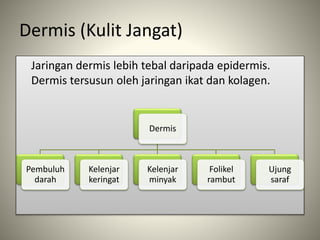 Dermis (Kulit Jangat)
Jaringan dermis lebih tebal daripada epidermis.
Dermis tersusun oleh jaringan ikat dan kolagen.
Dermis
Pembuluh
darah
Kelenjar
keringat
Kelenjar
minyak
Folikel
rambut
Ujung
saraf
 
