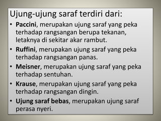 Ujung-ujung saraf terdiri dari:
• Paccini, merupakan ujung saraf yang peka
terhadap rangsangan berupa tekanan,
letaknya di sekitar akar rambut.
• Ruffini, merupakan ujung saraf yang peka
terhadap rangsangan panas.
• Meisner, merupakan ujung saraf yang peka
terhadap sentuhan.
• Krause, merupakan ujung saraf yang peka
terhadap rangsangan dingin.
• Ujung saraf bebas, merupakan ujung saraf
perasa nyeri.
 