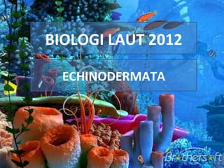 BIOLOGI LAUT 2012

  ECHINODERMATA
 