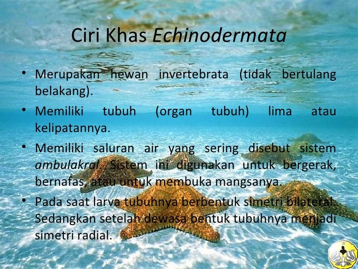 Biologi Laut 2012 Echinodermata