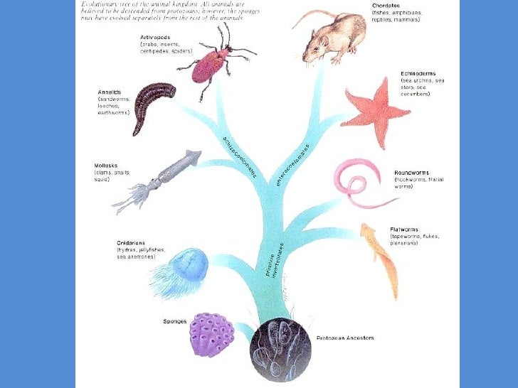 Biologi laut 2012 echinodermata