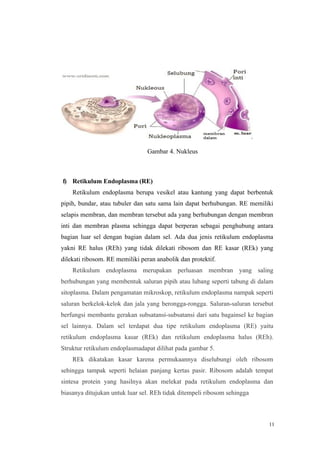 11
Gambar 4. Nukleus
f) Retikulum Endoplasma (RE)
Retikulum endoplasma berupa vesikel atau kantung yang dapat berbentuk
pipih, bundar, atau tubuler dan satu sama lain dapat berhubungan. RE memiliki
selapis membran, dan membran tersebut ada yang berhubungan dengan membran
inti dan membran plasma sehingga dapat berperan sebagai penghubung antara
bagian luar sel dengan bagian dalam sel. Ada dua jenis retikulum endoplasma
yakni RE halus (REh) yang tidak dilekati ribosom dan RE kasar (REk) yang
dilekati ribosom. RE memiliki peran anabolik dan protektif.
Retikulum endoplasma merupakan perluasan membran yang saling
berhubungan yang membentuk saluran pipih atau lubang seperti tabung di dalam
sitoplasma. Dalam pengamatan mikroskop, retikulum endoplasma nampak seperti
saluran berkelok-kelok dan jala yang berongga-rongga. Saluran-saluran tersebut
berfungsi membantu gerakan subsatansi-subsatansi dari satu bagainsel ke bagian
sel lainnya. Dalam sel terdapat dua tipe retikulum endoplasma (RE) yaitu
retikulum endoplasma kasar (REk) dan retikulum endoplasma halus (REh).
Struktur retikulum endoplasmadapat dilihat pada gambar 5.
REk dikatakan kasar karena permukaannya diselubungi oleh ribosom
sehingga tampak seperti helaian panjang kertas pasir. Ribosom adalah tempat
sintesa protein yang hasilnya akan melekat pada retikulum endoplasma dan
biasanya ditujukan untuk luar sel. REh tidak ditempeli ribosom sehingga
 