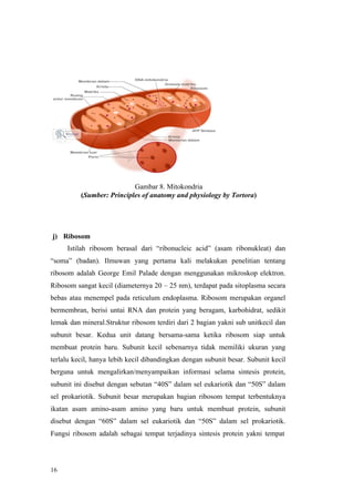 16
Gambar 8. Mitokondria
(Sumber: Principles of anatomy and physiology by Tortora)
j) Ribosom
Istilah ribosom berasal dari “ribonucleic acid” (asam ribonukleat) dan
“soma” (badan). Ilmuwan yang pertama kali melakukan penelitian tentang
ribosom adalah George Emil Palade dengan menggunakan mikroskop elektron.
Ribosom sangat kecil (diameternya 20 – 25 nm), terdapat pada sitoplasma secara
bebas atau menempel pada reticulum endoplasma. Ribosom merupakan organel
bermembran, berisi untai RNA dan protein yang beragam, karbohidrat, sedikit
lemak dan mineral.Struktur ribosom terdiri dari 2 bagian yakni sub unitkecil dan
subunit besar. Kedua unit datang bersama-sama ketika ribosom siap untuk
membuat protein baru. Subunit kecil sebenarnya tidak memiliki ukuran yang
terlalu kecil, hanya lebih kecil dibandingkan dengan subunit besar. Subunit kecil
berguna untuk mengalirkan/menyampaikan informasi selama sintesis protein,
subunit ini disebut dengan sebutan “40S” dalam sel eukariotik dan “50S” dalam
sel prokariotik. Subunit besar merupakan bagian ribosom tempat terbentuknya
ikatan asam amino-asam amino yang baru untuk membuat protein, subunit
disebut dengan “60S” dalam sel eukariotik dan “50S” dalam sel prokariotik.
Fungsi ribosom adalah sebagai tempat terjadinya sintesis protein yakni tempat
 