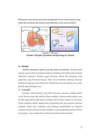 17
beikatannya asam amino-asam amino (polipeptida). Proses sintesis protein yang
terdiri dari transkripsi dan translasi akan dijelaskan secara rinci di modul 4.
.
Gambar 9. Ribosom
(Sumber: Principles of anatomy and physiology by Tortora)
k) Plastida
Plastida merupakan organel yang khas pada sel tumbuhan. Plastida adalah
organel yang tersebar di sitoplasma pada sel tumbuhan dan terlihat jelas di bawah
mikroskop sederhana. Plastida sangat bervariasi ukuran dan bentuknya serta
pigmentasi yang bermacam-macam. Pada sel-sel tumbuhan berbunga biasanya
berbentuk lempengan kecil bikonveks. Berdasarkan ada dan tidaknya zat warna,
plastida dapat dibedakan atas:
l) Leukoplas
Leukoplas adalah plastida yang tidak berwarna, umumnya terdapat dalam
sel-sel dewasa yang tidak terkena cahaya matahari, misalnya pada jaringan yang
terletak sangat dalam pada bagian tumbuhan baik di dalam maupun di atas tanah.
Fungsi leukoplas adalah sebagai pusat pembentukan dan penyimpanan makanan
cadangan seperti pati. Leukoplas yang berfungsi menghasilkan zat makanan
cadangan zat pati (amilum) disebut amiloplas, yang menghasilkan protein disebut
proteinoplas, yang menghasilkan substansi berlemak disebut elaioplas.
 