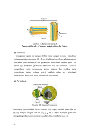 20
Gambar 11. Sentrosom/Sentriol
Sumber: Principles of anatomy and physiology by Tortora
p) Mikrobodi
merupakan organel sel dengan struktur mirip dengan lisosom, bentuknya
bulat dengan diameter sekitar 0,2 – 2 µm, diselubungi membran. Ada dua macam
mikrobodi yaitu peroksisom dan glioksisom. Peroksisom terdapat pada sel
hewan juga tumbuhan, glioksisom ditemukan pada sel tumbuhan. Mirobodi
mengandung enzim mengandung enzim katalase dan oksidase yang
berpartisipasi dalam berbagai reaksi biokimia dalam sel. Mikrobodi
memfasilitasi pemecahan lemak, alkohol dan asam amino.
q) Peroksisom
Gambar 12. Struktur Peroksisom
Peroksisom menghasilkan enzim katalase yang dapat merubah peroksida air
(H2O2) menjadi oksigen dan air (H2O2 à
O2 + H2O). Hidrogen peroksida
merupakan produk metabolisme sel yang berpotensi membahayakan sel.
 