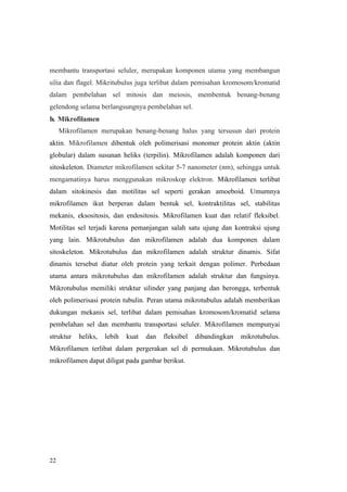 22
membantu transportasi seluler, merupakan komponen utama yang membangun
silia dan flagel. Mikritubulus juga terlibat dalam pemisahan kromosom/kromatid
dalam pembelahan sel mitosis dan meiosis, membentuk benang-benang
gelendong selama berlangsungnya pembelahan sel.
b. Mikrofilamen
Mikrofilamen merupakan benang-benang halus yang tersusun dari protein
aktin. Mikrofilamen dibentuk oleh polimerisasi monomer protein aktin (aktin
globular) dalam susunan heliks (terpilin). Mikrofilamen adalah komponen dari
sitoskeleton. Diameter mikrofilamen sekitar 5-7 nanometer (nm), sehingga untuk
mengamatinya harus menggunakan mikroskop elektron. Mikrofilamen terlibat
dalam sitokinesis dan motilitas sel seperti gerakan amoeboid. Umumnya
mikrofilamen ikut berperan dalam bentuk sel, kontraktilitas sel, stabilitas
mekanis, eksositosis, dan endositosis. Mikrofilamen kuat dan relatif fleksibel.
Motilitas sel terjadi karena pemanjangan salah satu ujung dan kontraksi ujung
yang lain. Mikrotubulus dan mikrofilamen adalah dua komponen dalam
sitoskeleton. Mikrotubulus dan mikrofilamen adalah struktur dinamis. Sifat
dinamis tersebut diatur oleh protein yang terkait dengan polimer. Perbedaan
utama antara mikrotubulus dan mikrofilamen adalah struktur dan fungsinya.
Mikrotubulus memiliki struktur silinder yang panjang dan berongga, terbentuk
oleh polimerisasi protein tubulin. Peran utama mikrotubulus adalah memberikan
dukungan mekanis sel, terlibat dalam pemisahan kromosom/kromatid selama
pembelahan sel dan membantu transportasi seluler. Mikrofilamen mempunyai
struktur heliks, lebih kuat dan fleksibel dibandingkan mikrotubulus.
Mikrofilamen terlibat dalam pergerakan sel di permukaan. Mikrotubulus dan
mikrofilamen dapat diligat pada gambar berikut.
 