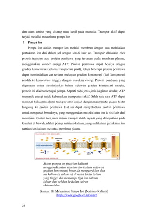 28
dan asam amino yang diserap usus kecil pada manusia. Transpor aktif dapat
terjadi melallui mekanisme pompa ion
1. Pompa ion
Pompa ion adalah transpor ion melalui membran dengan cara melakukan
pertukaran ion dari dalam sel dengan ion di luar sel. Transpor dilakukan oleh
protein transpor atau protein pembawa yang tertanam pada membran plasma,
menggunakan sumber energi ATP. Protein pembawa dapat bekerja dengan
gradien konsentrasi (selama transportasi pasif), tetapi beberapa protein pembawa
dapat memindahkan zat terlarut melawan gradien konsentrasi (dari konsentrasi
rendah ke konsentrasi tinggi), dengan masukan energi. Protein pembawa yang
digunakan untuk memindahkan bahan melawan gradien konsentrasi mereka,
protein ini dikenal sebagai pompa. Seperti pada jenis-jenis kegiatan selular, ATP
memasok energi untuk kebanyakan transportasi aktif. Salah satu cara ATP dapat
memberi kekuatan selama transpor aktif adalah dengan mentransfer gugus fosfat
langsung ke protein pembawa. Hal ini dapat menyebabkan protein pembawa
untuk mengubah bentuknya, yang menggerakan molekul atau ion ke sisi lain dari
membran. Contoh dari jenis sistem transpor aktif, seperti yang ditunjukkan pada
Gambar di bawah, adalah pompa natrium-kalium, yang melakukan pertukaran ion
natrium ion kalium melintasi membran plasma
Sistem pompa ion (natrium-kalium)
menggerakkan ion natrium dan kalium melawan
gradien konsentrasi besar. Ia menggerakkan dua
ion kalium ke dalam sel di mana kadar kalium
yang tinggi, dan memompa tiga ion natrium
keluar dari sel dan ke dalam cairan
ekstraseluler.
Gambar 18. Mekanisme Pompa Ion (Natrium-Kalium)
(https://www.google.co.id/search
 