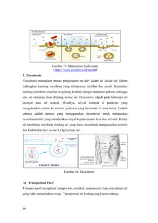 30
Gambar 19. Mekanisme Endositosis
(https://www.google.co.id/search)
3. Eksositosis
Eksositosis merupakan proses pengeluaran zat dari dalam sel keluar sel. Sekret
terbungkus kantong membran yang selanjutnya melebar dan pecah. Kemudian
kantung membran tersebut bergabung kembali dengan membran plasma sehingga
sisa zat makanan akan dibuang keluar sel. Eksositosis terjadi pada beberapa sel
kelenjar atau sel sekresi. Misalnya, sel-sel kelenjar di pankreas yang
mengeluarkan enzim ke saluran pankreas yang bermuara di usus halus. Contoh
lainnya adalah neuron yang menggunakan eksositosis untuk melepaskan
neurotransmitter yang memberikan sinyal kepada neuron lain atau sel otot. Ketika
sel tumbuhan membuat dinding sel yang baru, eksositosis mengantarkan protein
dan karbihidrat dari vesikel Golgi ke luar sel.
Gambar 20. Eksositosis
b) Transportasi Pasif
Transpor pasif merupakan transpor ion, molekul, senyawa dari luar atau dalam sel
yang tidak memerlukan energi. Transportasi ini berlangsung karena adanya
 