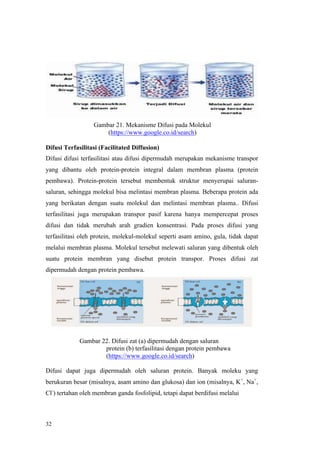 32
Gambar 21. Mekanisme Difusi pada Molekul
(https://www.google.co.id/search)
Difusi Terfasilitasi (Facilitated Diffusion)
Difusi difusi terfasilitasi atau difusi dipermudah merupakan mekanisme transpor
yang dibantu oleh protein-protein integral dalam membran plasma (protein
pembawa). Protein-protein tersebut membentuk struktur menyerupai saluran-
saluran, sehingga molekul bisa melintasi membran plasma. Beberapa protein ada
yang berikatan dengan suatu molekul dan melintasi membran plasma.. Difusi
terfasilitasi juga merupakan transpor pasif karena hanya mempercepat proses
difusi dan tidak merubah arah gradien konsentrasi. Pada proses difusi yang
terfasilitasi oleh protein, molekul-molekul seperti asam amino, gula, tidak dapat
melalui membran plasma. Molekul tersebut melewati saluran yang dibentuk oleh
suatu protein membran yang disebut protein transpor. Proses difusi zat
dipermudah dengan protein pembawa.
Gambar 22. Difusi zat (a) dipermudah dengan saluran
protein (b) terfasilitasi dengan protein pembawa
(https://www.google.co.id/search)
Difusi dapat juga dipermudah oleh saluran protein. Banyak moleku yang
berukuran besar (misalnya, asam amino dan glukosa) dan ion (misalnya, K+
, Na+
,
Cl-
) tertahan oleh membran ganda fosfolipid, tetapi dapat berdifusi melalui
 