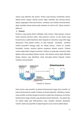 33
saluran yang dibentuk oleh protein. Protein yang biasanya membentuk saluran
adalah protein integral. Saluran protein dapat membuka dan menutup karena
adanya rangsangan listrik atau kimiawi, contohnya saat molekul neurotransmitter
dapat membuka saluran protein pada membran sel saraf ion Na+
dalam masuk ke
dalam sel.
2. Osmosis
Peristiwa yang penting dalam kehidupan ialah osmosis. Pada dasarnya osmosis
masih termasuk persitiwa difusi. Pada peristiwa osmosis, air dari larutan yang
konsentrasinya rendah (hipotonis) akan bergerak ke konsentrasi yang lebih tinggi
(hipertonis). Pada gambar berikut, air akan bergerak menembus membran
selektif permeabel sehingga pada sisi tabung lainnya, volume air semakin
bertambah. Larutan, misalnya glukosa mmpunyai tekanan osmosis. Tekanan
osmotis dapat diukur dengan osmometer. Naiknya air pada pipa osmometer dapat
dipakai untuk menentukan tekanan osmotis. Jadi tekanan somotis dapat dikatakan
dengan tekanan yang diperlukan untuk mencegah pelarut bergerak melalui
membran semi permeabel.
Gambar 23. Osmosis
Suatu larutan yang memiliki zat pelarut berkonsentrasi tinggi akan memiliki zat
terlarut berkonsentrasi rendah. Keadaan ini disebut hipotonik. Sebaliknya, larutan
yang memiliki zat pelarut dengan konsentrasi rendah akan mempunyai zat terlarut
berkonsentrasi tinggi. Kondisi yang demikian disebut hipertonik . Zat pelarut dan
zat terlarut dapat pula berkonsentrasi sama. Keadaan demikian dinamakan
isotonik. Salah satu penyebab zat dapat bergerak secara osmosis adalah adanya
 