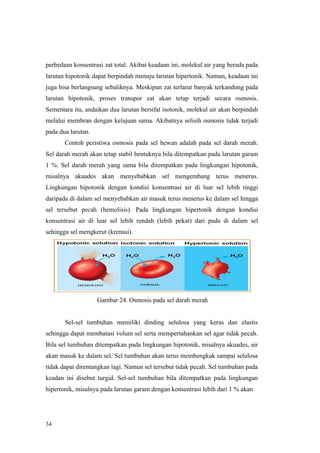 34
perbedaan konsentrasi zat total. Akibat keadaan ini, molekul air yang berada pada
larutan hipotonik dapat berpindah menuju larutan hipertonik. Namun, keadaan ini
juga bisa berlangsung sebaliknya. Meskipun zat terlarut banyak terkandung pada
larutan hipotonik, proses transpor zat akan tetap terjadi secara osmosis.
Sementara itu, andaikan dua larutan bersifat isotonik, molekul air akan berpindah
melalui membran dengan kelajuan sama. Akibatnya selisih osmosis tidak terjadi
pada dua larutan.
Contoh peristiwa osmosis pada sel hewan adalah pada sel darah merah.
Sel darah merah akan tetap stabil bentuknya bila ditempatkan pada larutan garam
1 %. Sel darah merah yang sama bila ditempatkan pada lingkungan hipotonik,
misalnya akuades akan menyebabkan sel mengembang terus menerus.
Lingkungan hipotonik dengan kondisi konsentrasi air di luar sel lebih tinggi
daripada di dalam sel menyebabkan air masuk terus menerus ke dalam sel hingga
sel tersebut pecah (hemolisis). Pada lingkungan hipertonik dengan kondisi
konsentrasi air di luar sel lebih rendah (lebih pekat) dari pada di dalam sel
sehingga sel mengkerut (krenasi).
Gambar 24. Osmosis pada sel darah merah
Sel-sel tumbuhan memiliki dinding selulosa yang keras dan elastis
sehingga dapat membatasi volum sel serta mempertahankan sel agar tidak pecah.
Bila sel tumbuhan ditempatkan pada lingkungan hipotonik, misalnya akuades, air
akan masuk ke dalam sel. Sel tumbuhan akan terus membengkak sampai selulosa
tidak dapat direntangkan lagi. Namun sel tersebut tidak pecah. Sel tumbuhan pada
keadan ini disebut turgid. Sel-sel tumbuhan bila ditempatkan pada lingkungan
hipertonik, misalnya pada larutan garam dengan konsentrasi lebih dari 1 % akan
 
