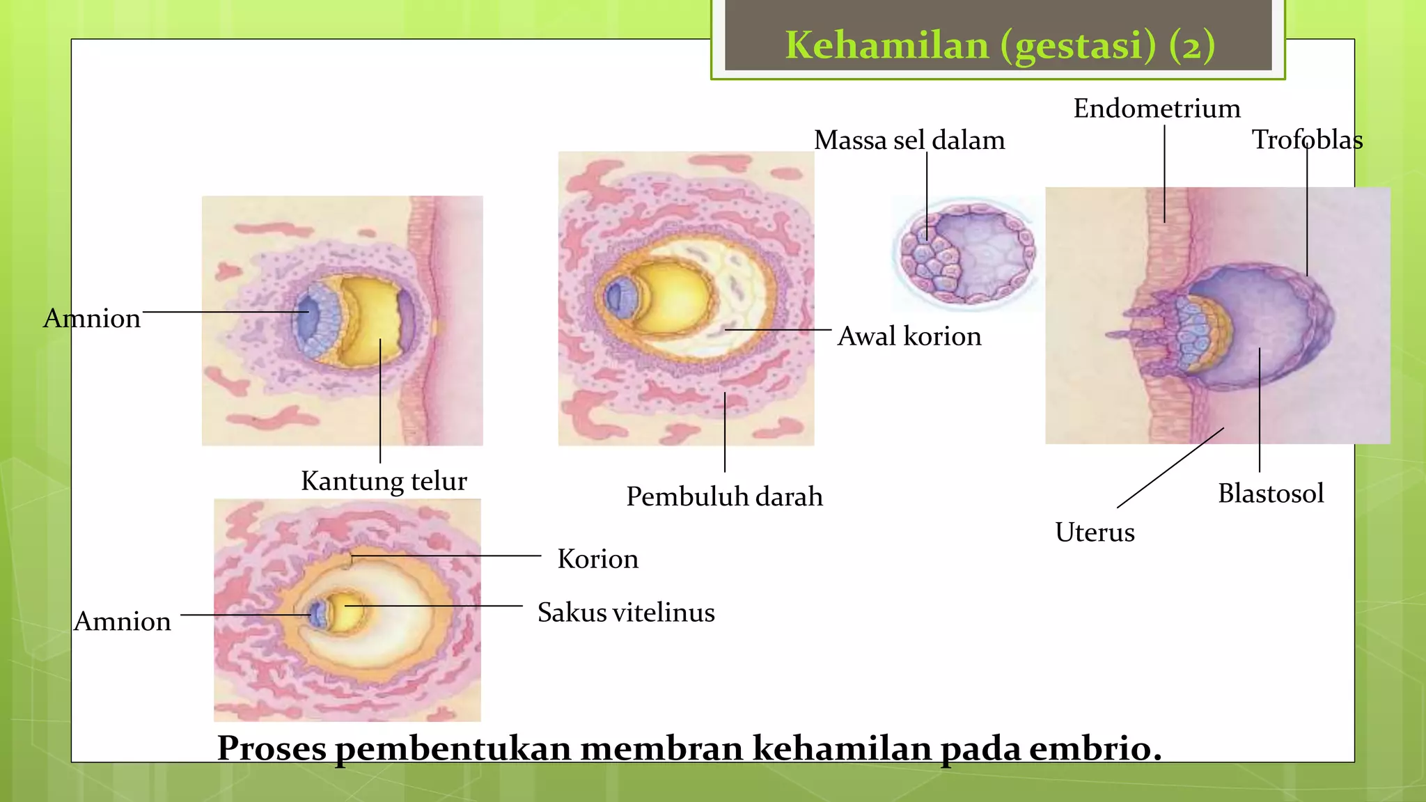 Perkembangan dan Pertumbuhan hewan.ppt