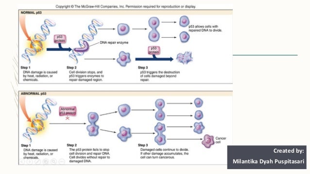Biologi Molekuler Kanker Created By Milantikadp biologi molekuler kanker created by milantikadp