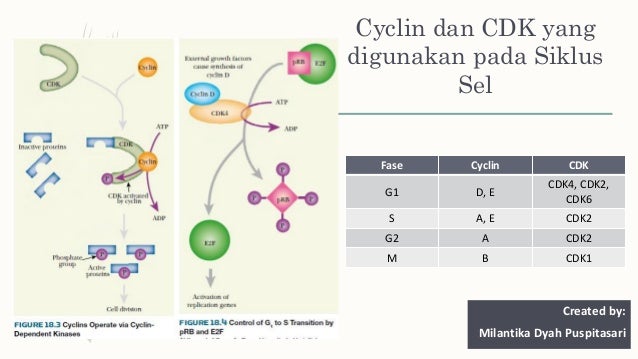 Patobiologi Molekuler Kanker - Biologi Molekuler Kanker Created By Milantikadp patobiologi molekuler kanker biologi molekuler kanker created by milantikadp