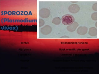 SPOROZOA
(Plasmodium
vivax)
Bentuk Bulat panjang/lonjong
Alat gerak Tidak memiliki alat gerak
Reproduksi Aseksual dan seksual
Habitat Didalam tubuh hewan atau manusia
fungsi Menyebabkanpenyakit malaria
tertiana/malaria vivaks
 