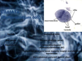 CILLIATA
(Ballanthidium coli)
Bentuk Berbentuk kista
Alat gerak Berupa silia(bulu getar)
Reproduksi Seksual(konjugasi)
Aseksual(membelah diri)
Habitat Pada kolon atau usus besar manusia bagian asenden dan
transenden
fungsi Menyebabkan penyakit balanti diasis
 