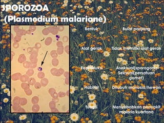 SPOROZOA
(Plasmodium malariane)
Bentuk Bulat panjang
Alat gerak Tidak memiliki alat gerak
Reproduksi Aseksual(sporogoni)
Seksual(persatuan
gamet)
Habitat Ditubuh manusia/hewan
fungsi Menyebabkan penyakit
malaria kuartana
 