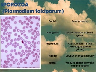 SPOROZOA
(Plasmodium falciparum)
Bentuk Bulat panjang
Alat gerak Tidak mempunyai alat
gerak
Reproduksi Aseksual(sporogoni)
Seksual(persatuan
gamet)
Habitat Ditubuh manusia/hewan
fungsi Menyebabkan penyakit
malaria tropika
 