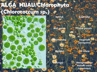 ALGA HIJAU/Chlorophyta
(Chlorococcum sp.)
Bentuk Bulat telur
Alat gerak Tidak punya
Reproduksi Vegetatif
(zoospora)
Habitat Air tawar
fungsi Menghasilkan
klorofil untuk
fotosintesis
 