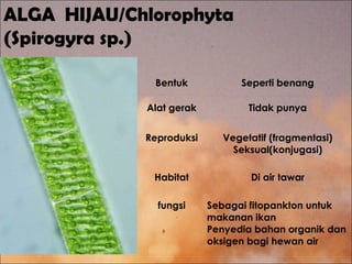 ALGA HIJAU/Chlorophyta
(Spirogyra sp.)
Bentuk Seperti benang
Alat gerak Tidak punya
Reproduksi Vegetatif (fragmentasi)
Seksual(konjugasi)
Habitat Di air tawar
fungsi Sebagai fitopankton untuk
makanan ikan
Penyedia bahan organik dan
oksigen bagi hewan air
 