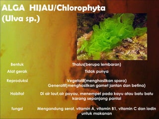 ALGA HIJAU/Chlorophyta
(Ulva sp.)
Bentuk Thalus(berupa lembaran)
Alat gerak Tidak punya
Reproduksi Vegetatif(menghasilkan spora)
Generatif(menghasilkan gamet jantan dan betina)
Habitat Di air laut,air payau, menempel pada kayu atau batu batu
karang sepanjang pantai
fungsi Mengandung serat, vitamin A, vitamin B1, vitamin C dan iodin
untuk makanan
 